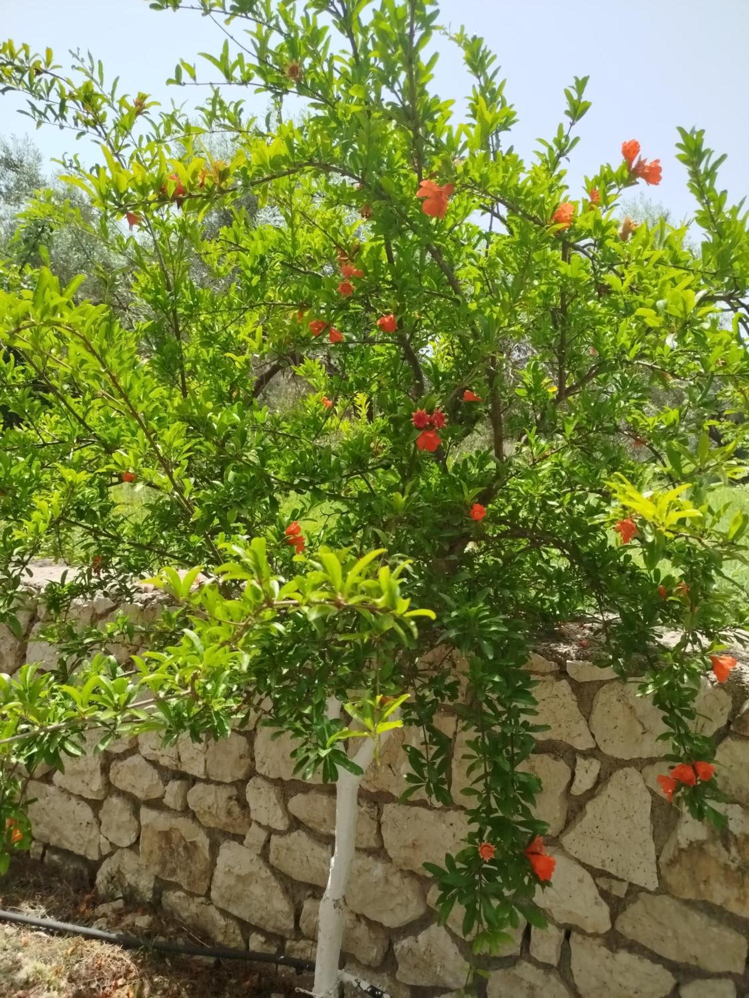 Riverside Αpartments Vasiliki  Exterior photo